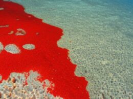 Ciekawostki o Morzu Czerwonym