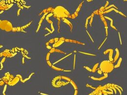 Ciekawostki o Skorpionie - znaku zodiaku