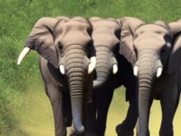 Ciekawostki o Słoniach