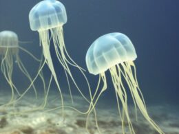 Ciekawostki o meduzach
