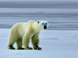 Ciekawostki o niedźwiedziu polarnym