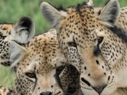 Ciekawostki o parku narodowym Serengeti