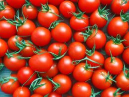 Ciekawostki o pomidorach