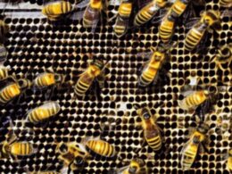 Ciekawostki o życiu pszczół